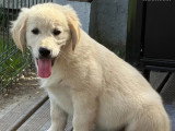 Portée de 4 chiots Golden Retriever LOF nés en avril 2026 à vendre