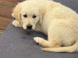 Portée de 4 chiots Golden Retriever LOF nés en avril 2026 à vendre