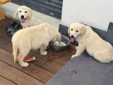 Portée de 4 chiots Golden Retriever LOF nés en avril 2026 à vendre
