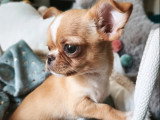 Chiot Chihuahua mâle non LOF né en mars 2026 à vendre