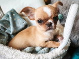 Chiot Chihuahua mâle non LOF né en mars 2026 à vendre