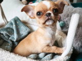 Chiot Chihuahua mâle non LOF né en mars 2026 à vendre