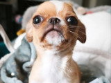 Chiot Chihuahua mâle non LOF né en mars 2026 à vendre