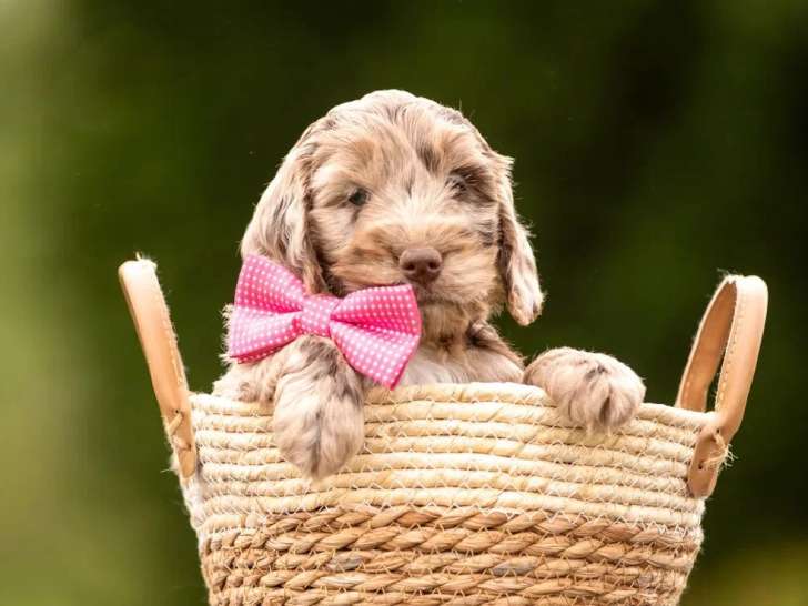 3 chiots Cockapoo non LOF nés en avril 2026 à vendre