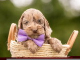 3 chiots Cockapoo non LOF nés en avril 2026 à vendre