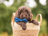 3 chiots Cockapoo non LOF nés en avril 2026 à vendre