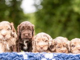 3 chiots Cockapoo non LOF nés en avril 2026 à vendre