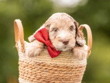 3 chiots Cockapoo non LOF nés en avril 2026 à vendre