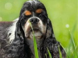 Chiot mâle Cocker Américain non LOF né en août 2025 à vendre