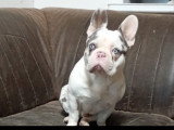 Chien mâle adulte Bouledogue Français à vendre
