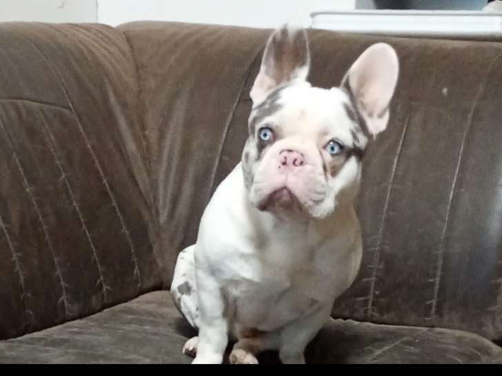 Chien mâle adulte Bouledogue Français à vendre
