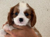 2 chiots Cavalier King Charles mâles blenheim de mai 2026 à vendre non LOF