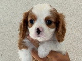 2 chiots Cavalier King Charles mâles blenheim de mai 2026 à vendre non LOF
