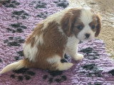 2 chiots Cavalier King Charles mâles blenheim de mai 2026 à vendre non LOF