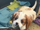 2 chiots Cavalier King Charles mâles blenheim de mai 2026 à vendre non LOF