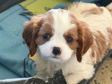 2 chiots Cavalier King Charles mâles blenheim de mai 2026 à vendre non LOF