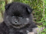 1 chiot Spitz Allemand mâle non LOF de mars 2026 à réserver