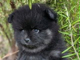 1 chiot Spitz Allemand mâle non LOF de mars 2026 à réserver