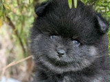 1 chiot Spitz Allemand mâle non LOF de mars 2026 à réserver