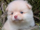 1 chiot Spitz Allemand mâle non LOF de mars 2026 à réserver