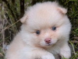 1 chiot Spitz Allemand mâle non LOF de mars 2026 à réserver