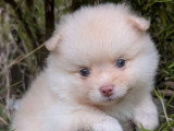 Un chiot Spitz Allemand mâle de mai 2026 à réserver non LOF