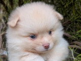 Un chiot Spitz Allemand mâle de mai 2026 à réserver non LOF