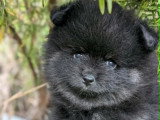 Un chiot Spitz Allemand mâle de mai 2026 à réserver non LOF