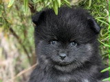 Un chiot Spitz Allemand mâle de mai 2026 à réserver non LOF