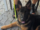 Adorable chienne Berger Allemand de 5 mois avec pedigree à vendre