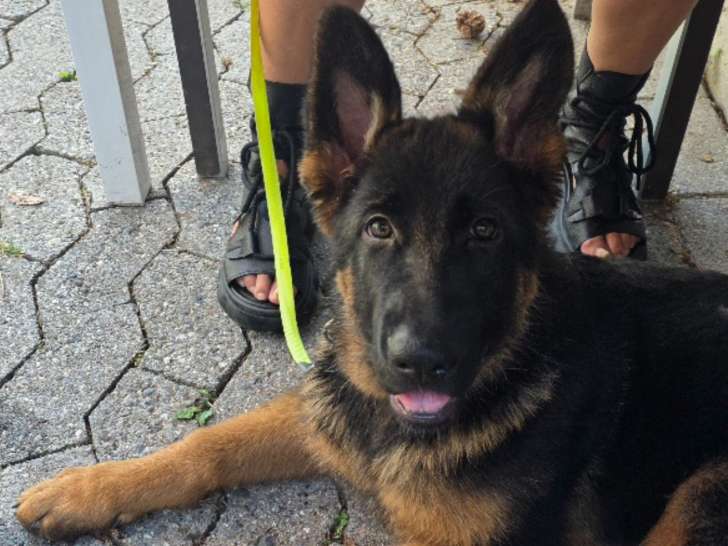Adorable chienne Berger Allemand de 5 mois avec pedigree à vendre