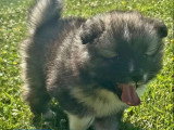 6 chiots mâles Spitz Loup non LOF à réserver nés en mai 2026
