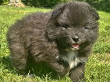 6 chiots mâles Spitz Loup non LOF à réserver nés en mai 2026