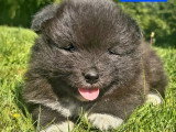 6 chiots mâles Spitz Loup non LOF à réserver nés en mai 2026