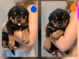 4 chiots Rottweiler à réserver non LOF de mai 2026