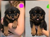 4 chiots Rottweiler à réserver non LOF de mai 2026
