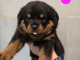 4 chiots Rottweiler à réserver non LOF de mai 2026