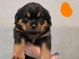 4 chiots Rottweiler à réserver non LOF de mai 2026