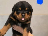 4 chiots Rottweiler à réserver non LOF de mai 2026