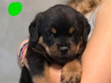 4 chiots Rottweiler à réserver non LOF de mai 2026