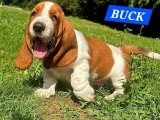9 chiots Basset Hound mâles bicolores à réserver non LOF nés en mai 2026