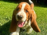 9 chiots Basset Hound mâles bicolores à réserver non LOF nés en mai 2026