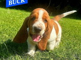 9 chiots Basset Hound mâles bicolores à réserver non LOF nés en mai 2026