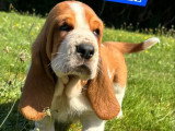 9 chiots Basset Hound mâles bicolores à réserver non LOF nés en mai 2026
