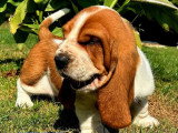 9 chiots Basset Hound mâles bicolores à réserver non LOF nés en mai 2026