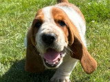 9 chiots Basset Hound mâles bicolores à réserver non LOF nés en mai 2026