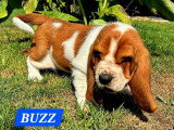 9 chiots Basset Hound mâles bicolores à réserver non LOF nés en mai 2026