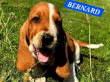 9 chiots Basset Hound mâles bicolores à réserver non LOF nés en mai 2026