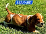 9 chiots Basset Hound mâles bicolores à réserver non LOF nés en mai 2026