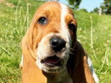 9 chiots Basset Hound mâles bicolores à réserver non LOF nés en mai 2026